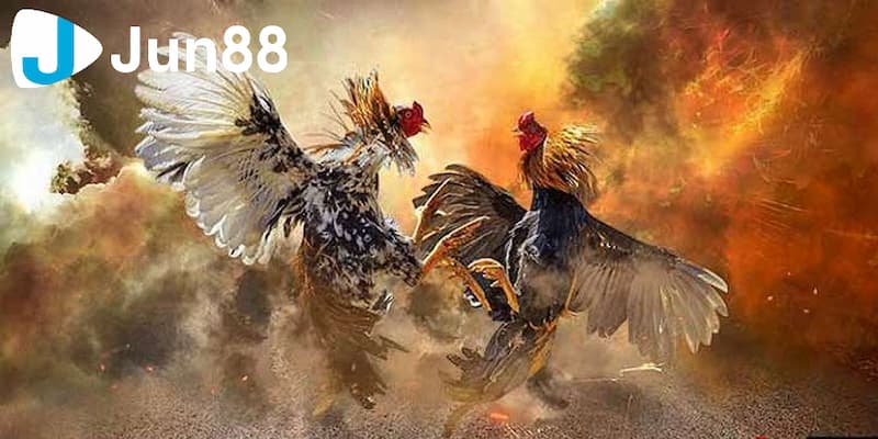 Quản lý chuẩn xác nguồn ngân sách cá cược