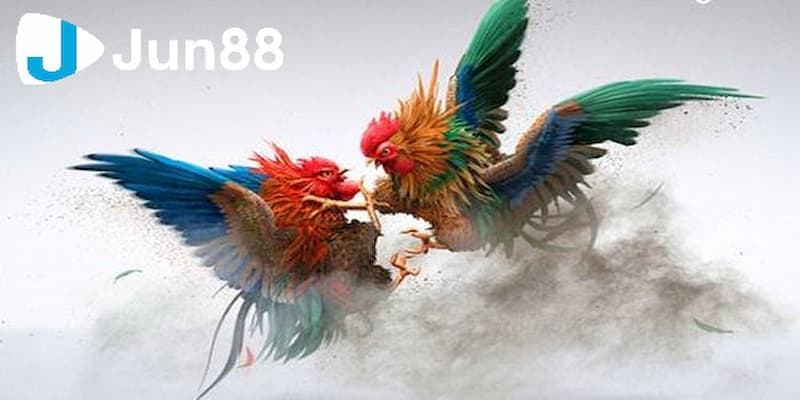 Chiến thuật đặt cược vào chiến kê uy tín cho newbie