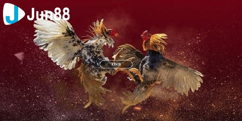 Giới thiệu tổng quan về đá gà nhà cái uy tín