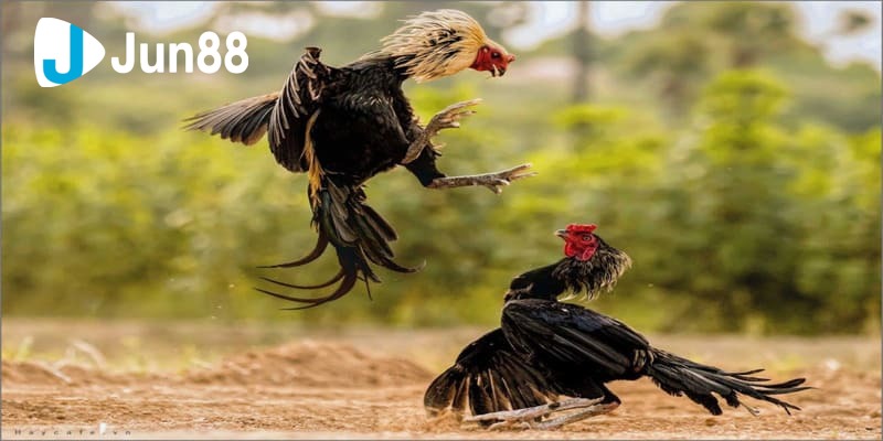 Cách nhìn gà biết lối đá