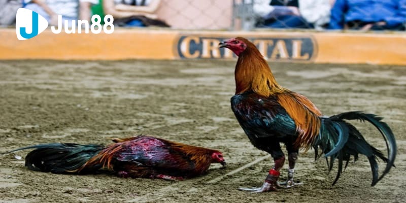 Đá gà Peru Đá gà Peru