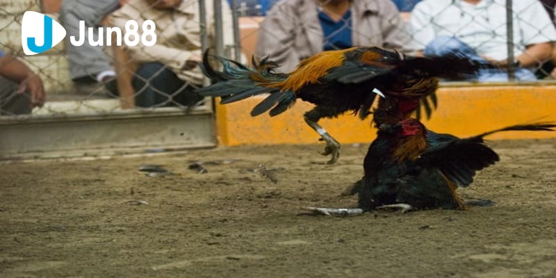 Đá gà Peru Đá gà Peru