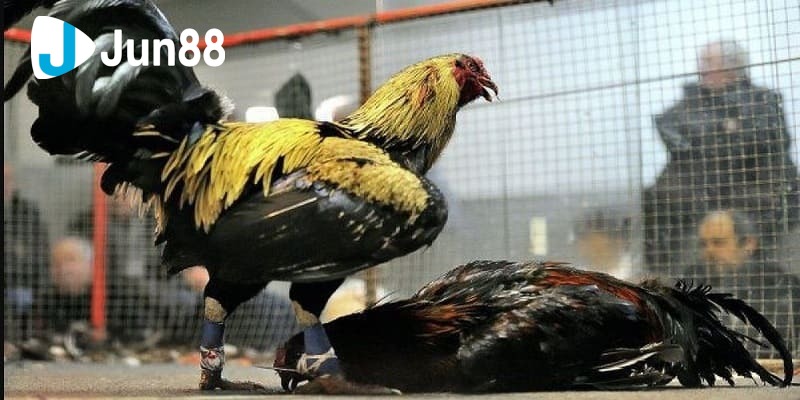Đá gà Peru