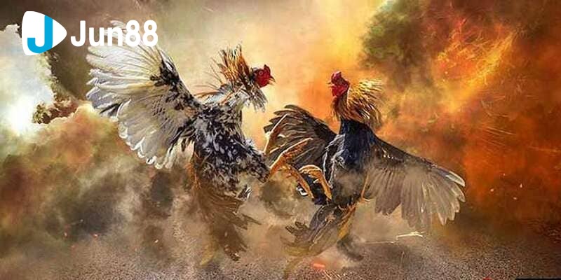 luật đá gà luật đá gà