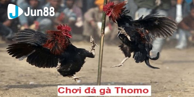 xem đá gà trên mạng xem đá gà trên mạng