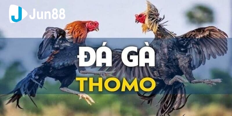 xem đá gà trên mạng xem đá gà trên mạng