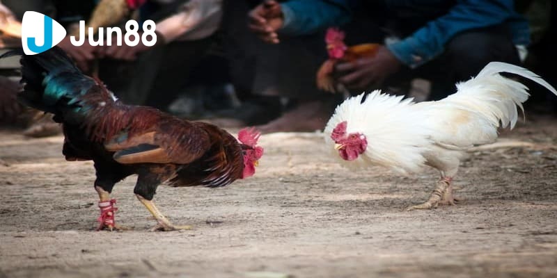 xem đá gà trên mạng