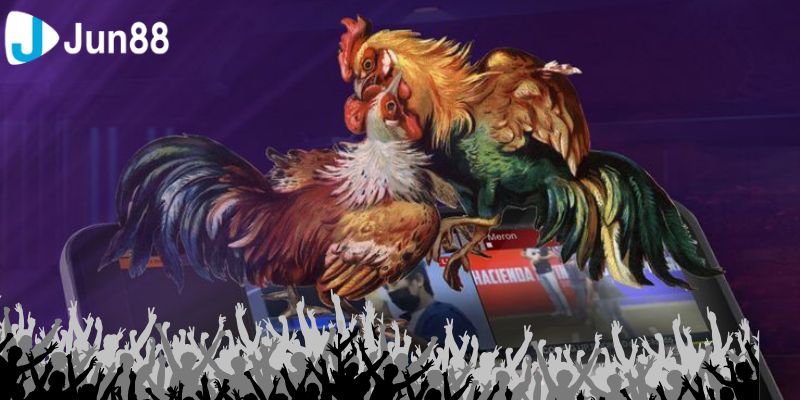 Trải nghiệm cảm giác hồi hộp khi tham gia đá gà VSS388, nơi các chiến kê thể hiện tài năng xuất sắc