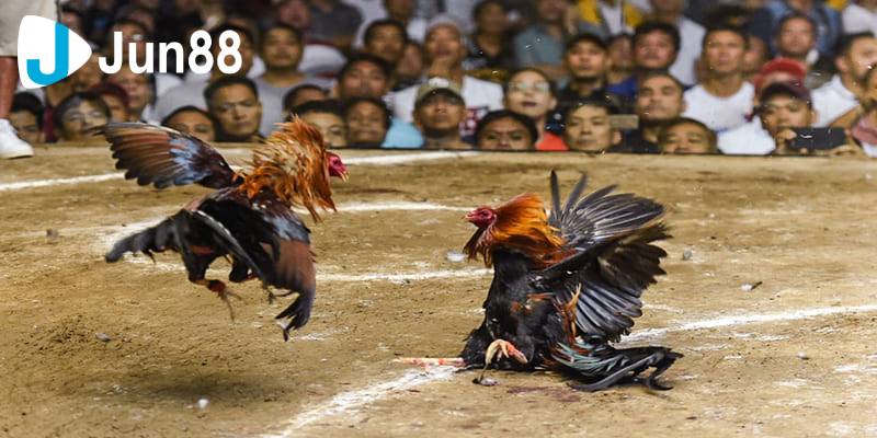 Đá gà cựa sắt