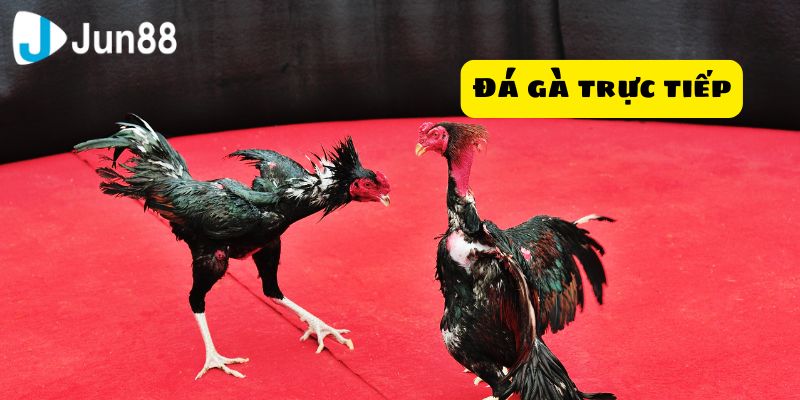 Hãy tham gia đá gà trực tiếp để không bỏ lỡ bất kỳ trận đấu nào và tận hưởng cảm giác thắng cược đầy phấn khích