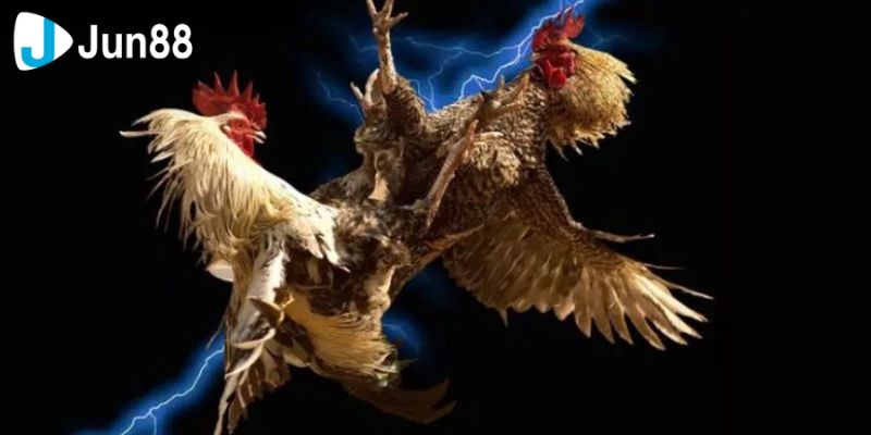 Với đá gà trực tiếp, mỗi trận đấu đều là một cơ hội để bạn đặt cược và kiếm tiền nhanh chóng