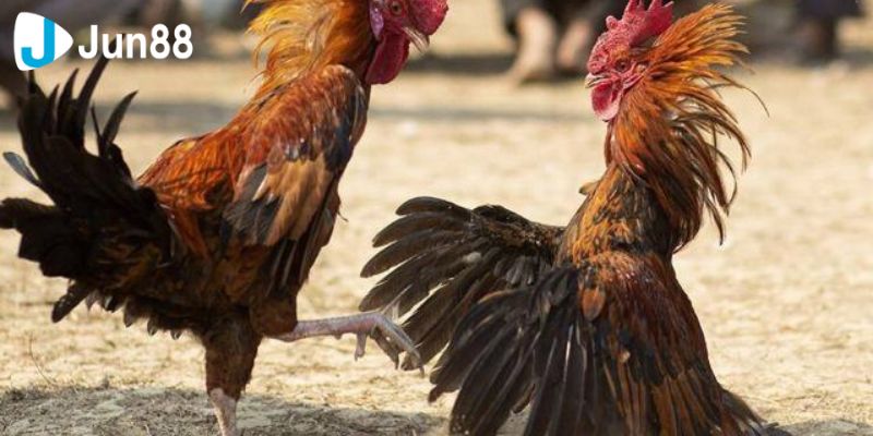 Đá gà trực tiếp luôn mang đến những trận đấu sống động và cơ hội kiếm tiền hấp dẫn cho những người đam mê cá cược