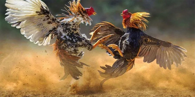 Cá cược vào chiến kê thắng là lựa chọn đơn giản và phổ biến