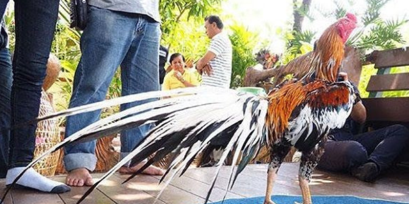 Trải nghiệm trực tuyến với hình ảnh sắc nét và âm thanh sống động
